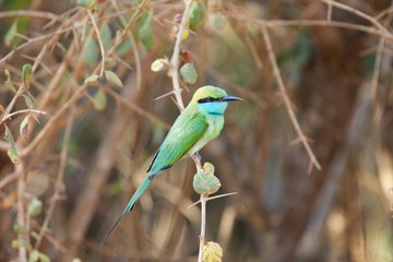 colorful bee eater on branch