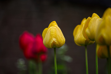 tulips in garden
