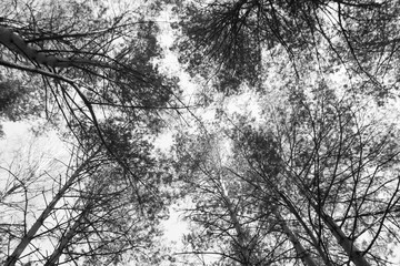 Black and wkite tree branches on sky background.