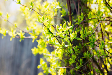 
Summer green leaves on the branches