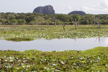 Landscape of Yala National park, Sri Lanka 