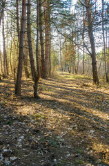 Naklejka premium Forest in early spring background. natural environment in Poland. Trees in park.