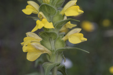 Bartsia trixago mediterranean lineseed beautiful plant with yellow flowers in the shape of tile or duck mouth on dark green background
