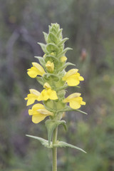 Bartsia trixago mediterranean lineseed beautiful plant with yellow flowers in the shape of tile or duck mouth on dark green background