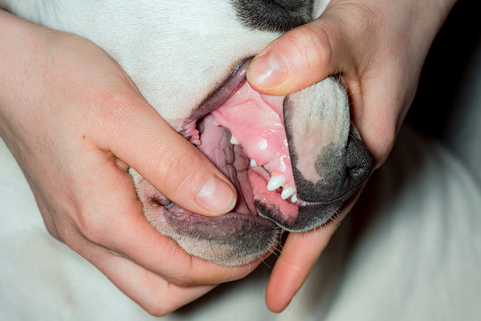 A Young Dog With Teeth Falling Out. Examination Of The Dog's Teeth. Jagged Puppy. White Puppy Fangs.