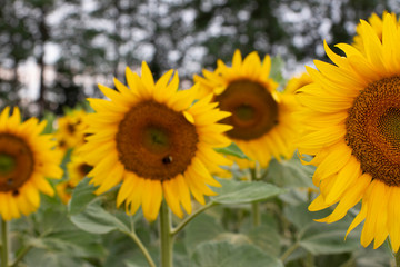 girasoli sunflower
