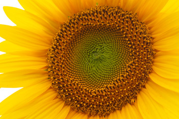 girasoli sunflower