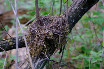 Empty bird's nest on tree branches in spring forest