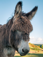 Close up of a cute donkey with thick shaggy fur. Big face and ears filling the frame.
