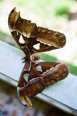 Top view of a giant moth, Thysania agrippina