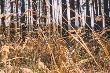 Wild herbs drooping down to the ground