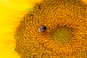 girasoli sunflower