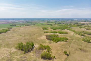 Fototapeta na wymiar birch forests and wheat fields taken from a drone on a bright sunny day