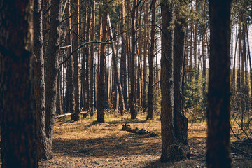 Obraz premium Group of conifers in the temperate zone