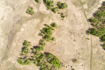 birch forests and wheat fields taken from a drone on a bright sunny day