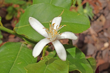 Jardin : fleur de citronnier.