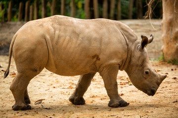 Naklejka premium Southern white rhinoceros or southern square-lipped rhinoceros (Ceratotherium simum simum)