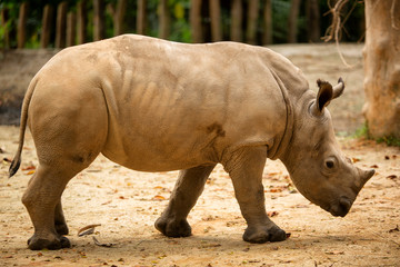 Southern white rhinoceros or southern square-lipped rhinoceros (Ceratotherium simum simum)