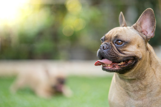 Portrait picture of cute french bulldog standing at garden.