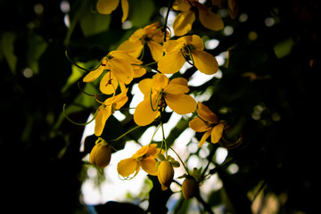 Beautiful Yellow flower. Kerala vishu festival, seasonal flower with branches 
