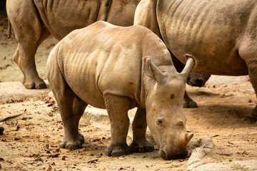Obraz premium Southern white rhinoceros or southern square-lipped rhinoceros (Ceratotherium simum simum)