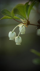 Small flower native to Japan : Enkianthus perulatus. 