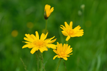 Obraz premium Blüten des Wiesen-Pippau 