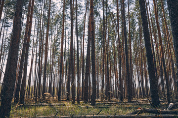 Young coniferous trees in the autumn forest