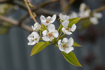 beautiful blooming apple tree, apple tree flowers in spring