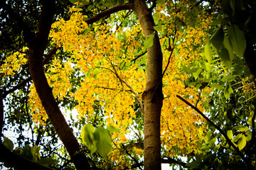 Beautiful Yellow flower. Kerala vishu festival, seasonal flower with branches 