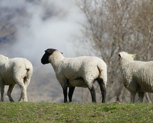 Obraz na płótnie Canvas Sheep butt, new zealand sheep