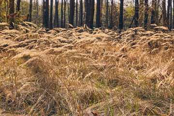 Uncultivated plants growing in the forest glade