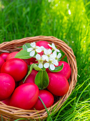 basket with red easter eggs in the grass easter egg hunt concept	
