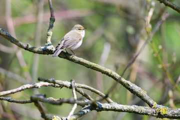 Zilpzalp im Frühjahr in der Oberlausitz	