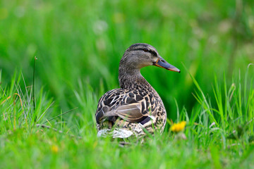 Stockente auf einer Wiese