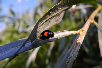 Two-spot black ladybird basking in the sun on bitten willow leaf