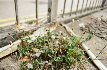 flowers and weed on the road