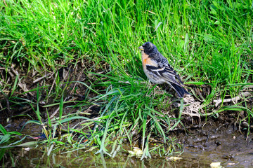 Bergfink Männchen im Frühjahr in Sachsen	