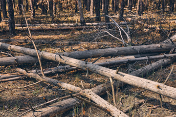 Dead boughs piled on the forest soil