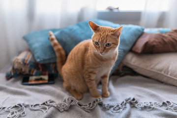Gato atigrado de color marron y ojos verdes sentado sobre una manta, mira hacia un lado