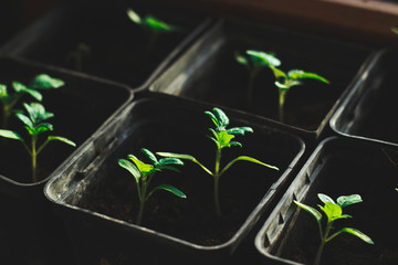 plant growing in the ground
