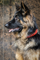 Portrait of a Beautiful German Shepherd Dog