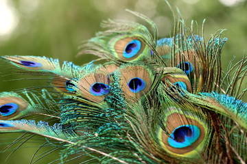 peacock feather close up