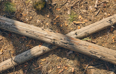 Two bare boughs on the forest floor