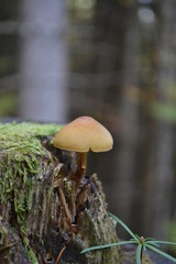 Pilz
