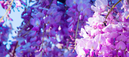 purple flowers background