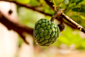 Fresh sugar apple on tree in the garden tropical fruit custard apple on nature green background / Annona sweetsop in India. Custard apple
