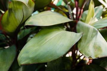 Background of exotic green leaf  tropical plant.