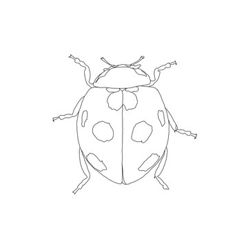 Ladybug in a black outline on a white background. Coloring. Tattoo sketch.