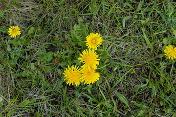 Early spring flowers dandelions on a natural background